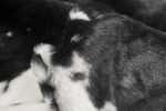 4' X 5' Black And White Faux Cowhide Animal Print Washable Area Rug