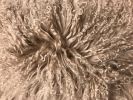 24" Beige Genuine Tibetan Lamb Fur Pillow With Microsuede Backing