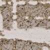 10' X 13' Ivory Taupe And Gold Abstract Area Rug